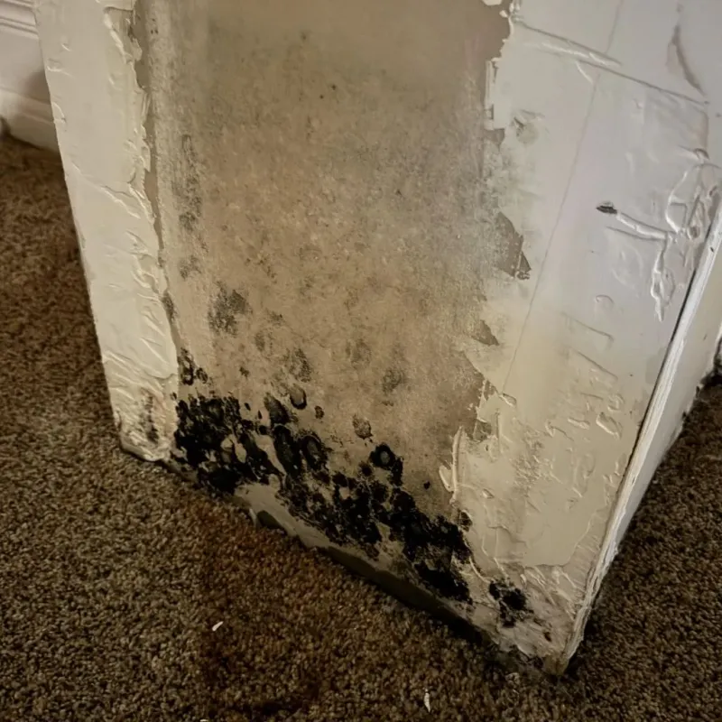Professional Mold Removal in Julian, CA
